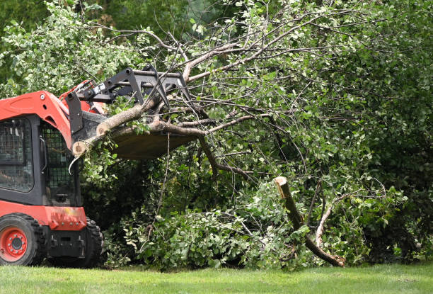 Skid steer clearing brush and cut branches from a lot